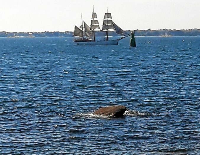 L’œil du photographe : le Français et la baleine