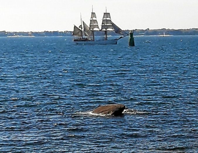 L’œil du photographe : le Français et la baleine