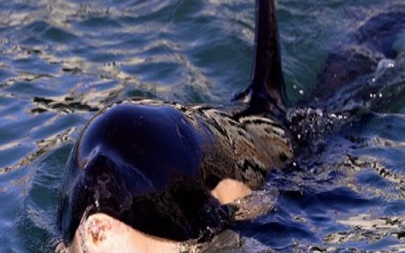 Un bébé orque meurt en Nouvelle-Zélande après l’échec de la recherche de sa mère