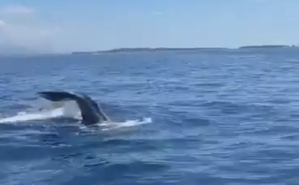 En baie de Cannes et après le festival une rencontre titanesque avec un cachalot