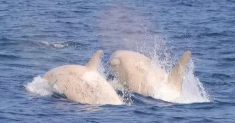 Deux rarissimes orques blanches ont été observées au large du Japon