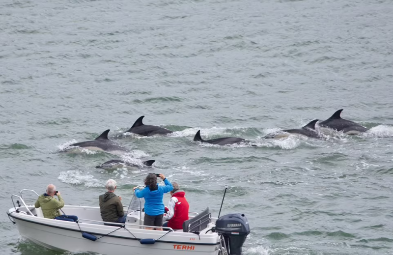 Moment rare au Royaume-Uni, où des dauphins sont arrivés dans un port et ont surpris des marins