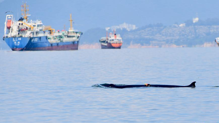 Une baleine est apparue près de la ville de Shenzhen