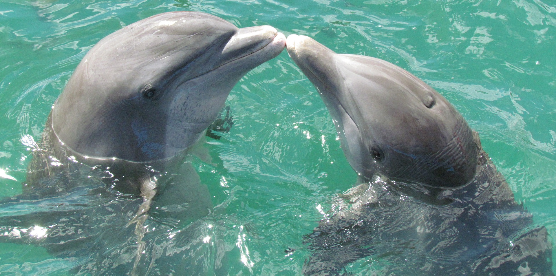 Comment les dauphins se sont-ils adaptés pour se reproduire en mer ?