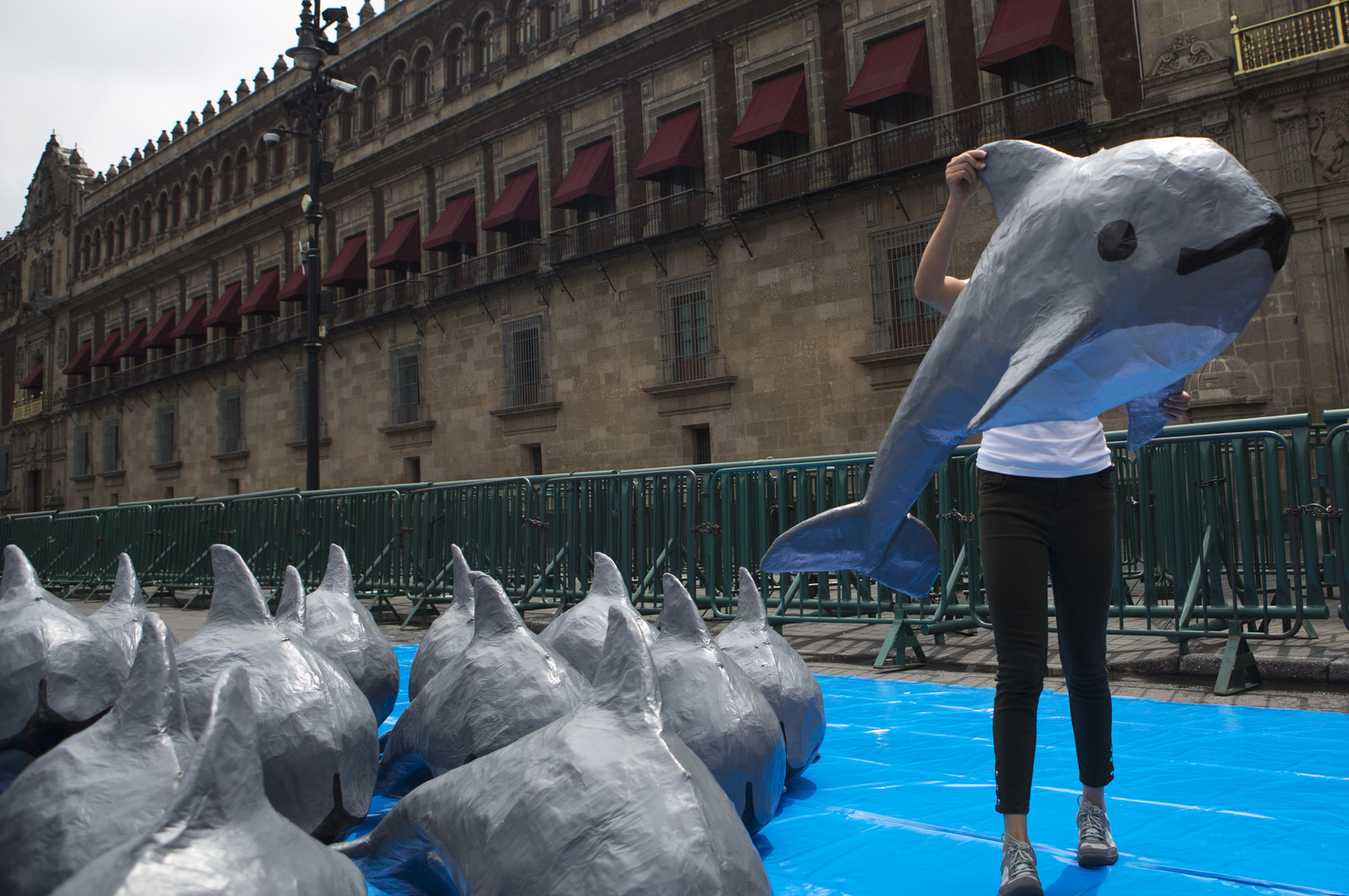 Mexique – Le vaquita menacé par la perte d’une aire interdite à la pêche