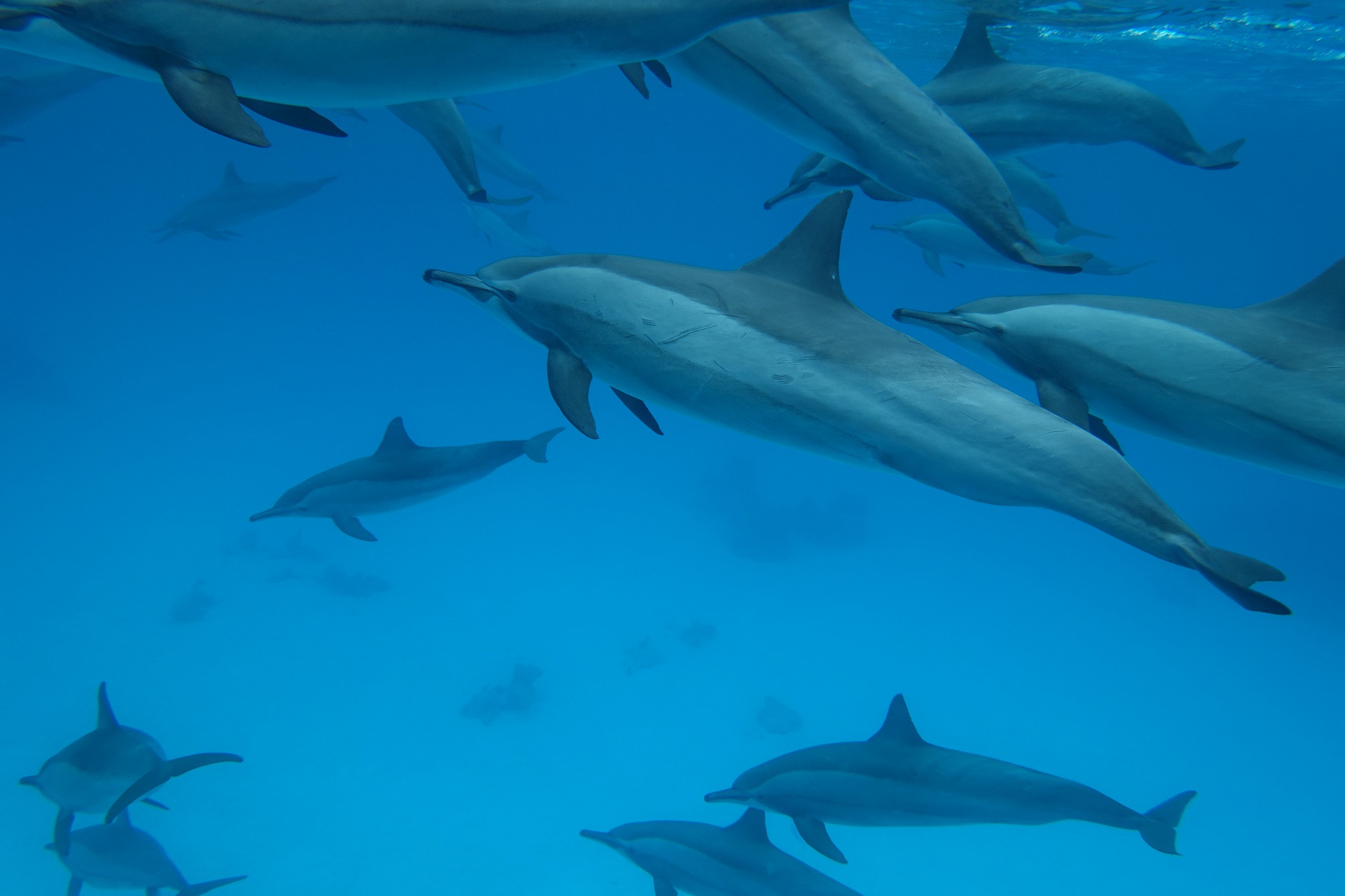 Où admirer des dauphins en Europe ?