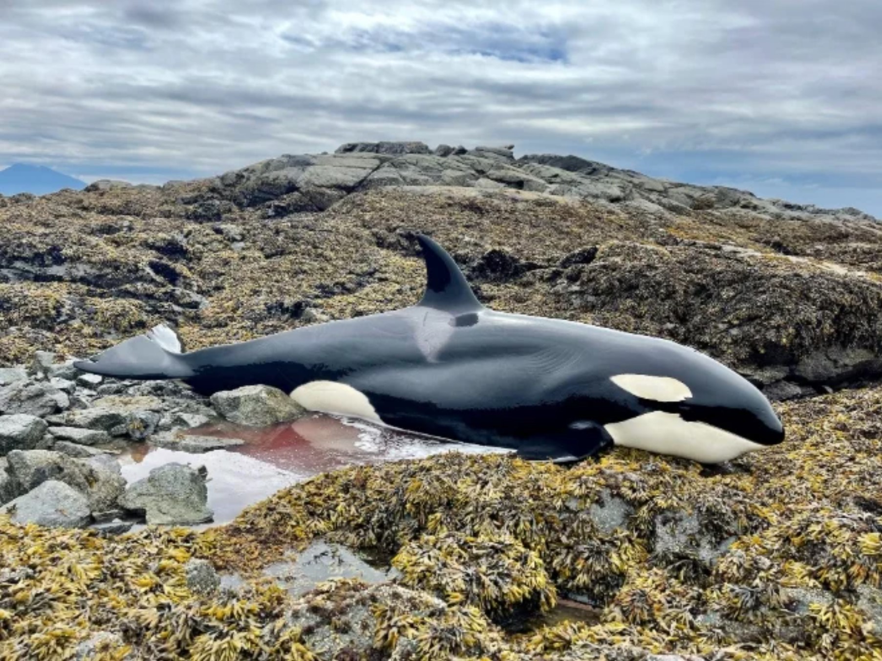 Cette orque échouée sur les rochers a été sauvée d’une mort certaine grâce à des personnes qui passaient par là