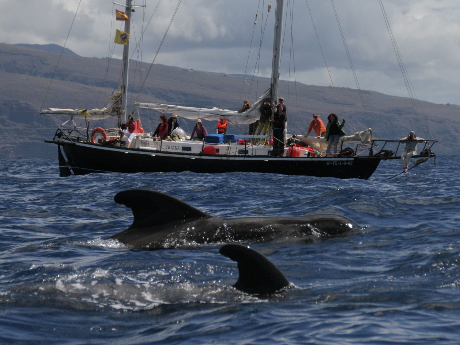 La_Gomera_Whalewatching_Triana