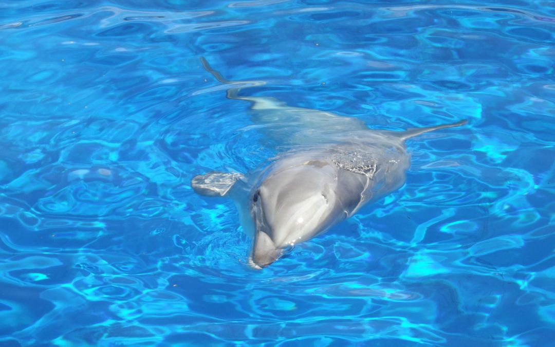 Information importante concernant l’arrêté relatif aux delphinariums en France…