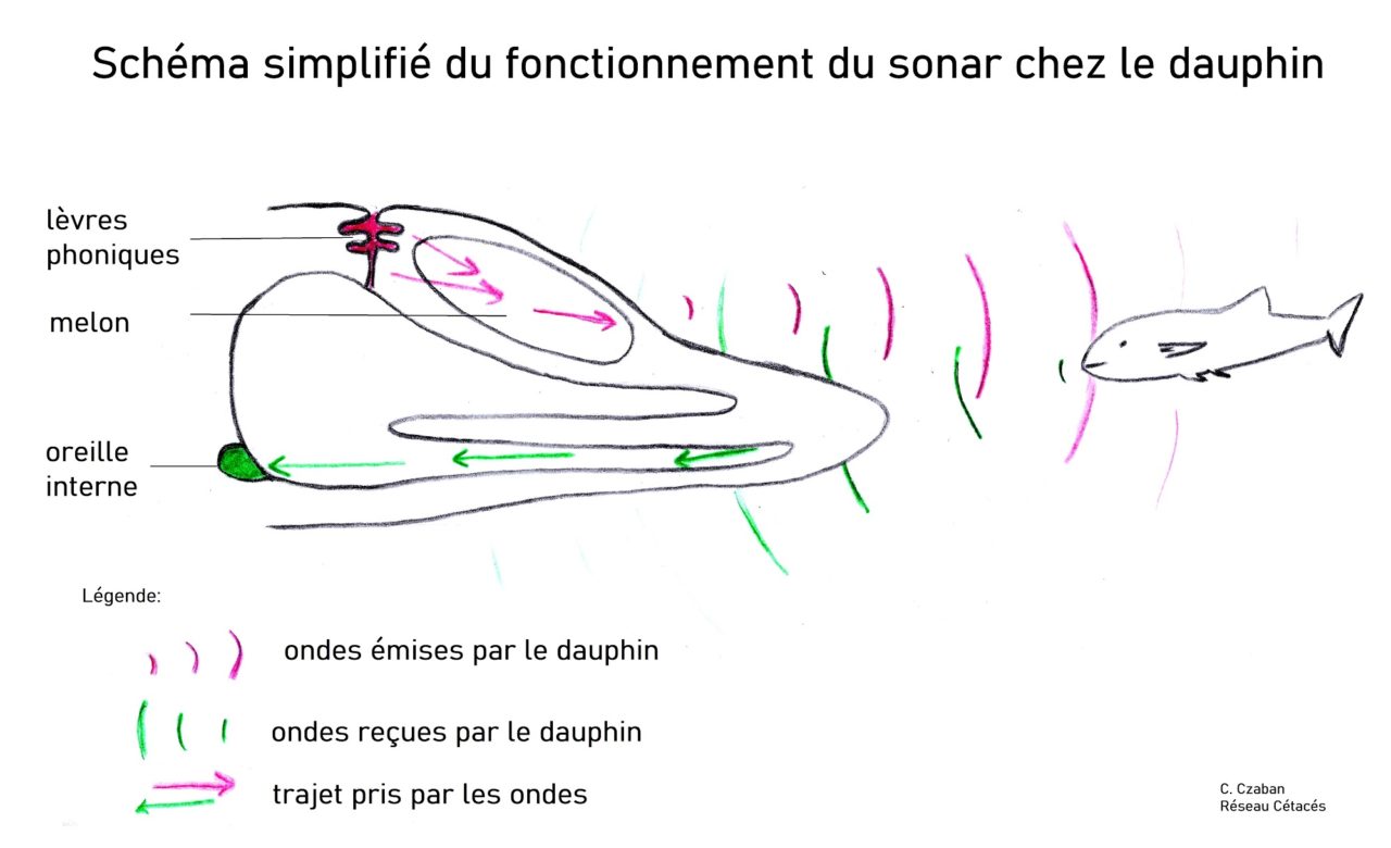 Narine De Cétacé En 5 Lettres L’intelligence du dauphin | Réseau-Cétacés