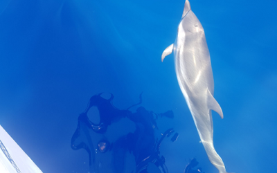 Des nouvelles de l’arrêté concernant les delphinariums en France…