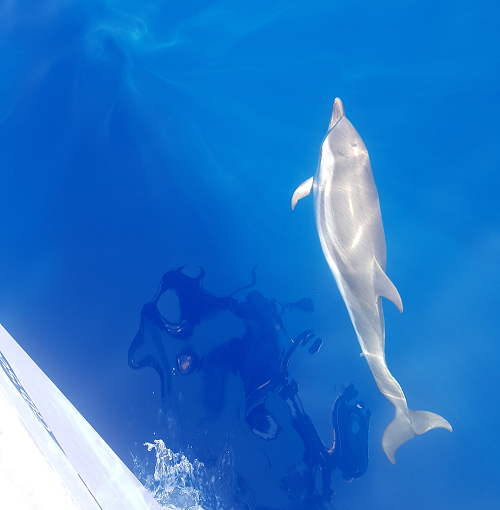 Des nouvelles de l’arrêté concernant les delphinariums en France…