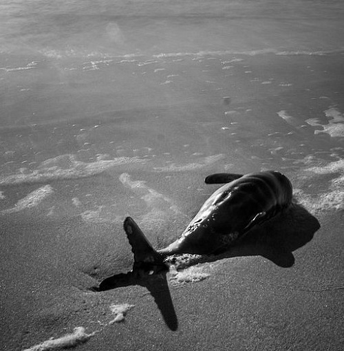 Échouages de cétacés sur le littoral français