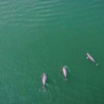 Une photo aérienne prise le 11 mai 2021 montre un groupe de marsouins aptères nageant dans la zone de Yichang du fleuve Yangtsé, dans la province du Hubei en Chine centrale. (Xiao Yijiu / Xinhua via Getty Images)