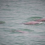 Le 11 mai 2021, un groupe de dauphins aptères est observé dans la zone de Yichang du fleuve Yangtsé, dans la province du Hubei en Chine centrale (Xiao Yijiu / Xinhua via Getty Images)