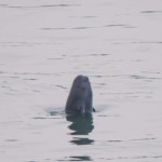 Le 11 mai 2021, un marsouin aptère est observé dans la zone de Yichang du fleuve Yangtsé, dans la province du Hubei en Chine centrale (Xiao Yijiu / Xinhua via Getty Images)